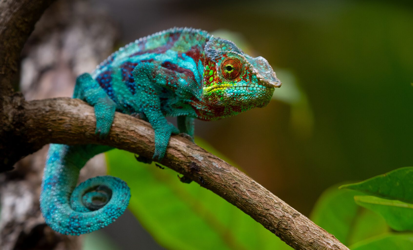 Chameleon